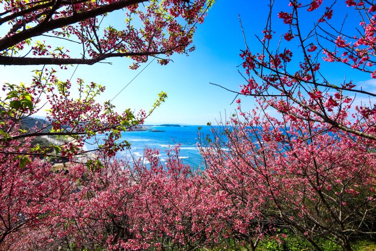 沖縄の桜