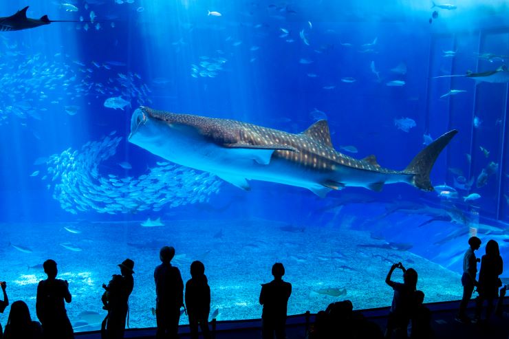 沖縄美ら海水族館