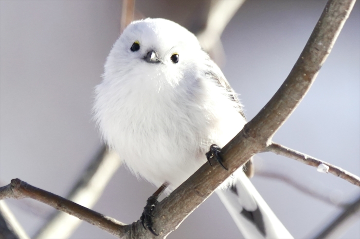 愛らしい姿で人気のシマエナガ