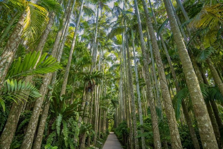東南植物楽園_ユスラヤシ並木