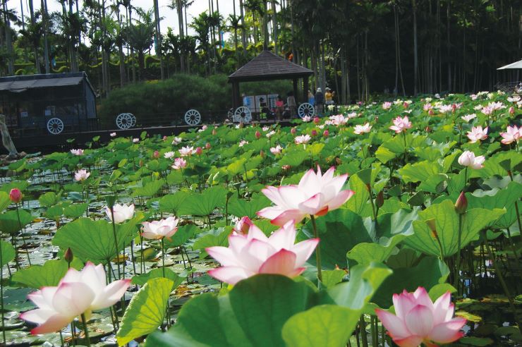 東南植物楽園_ハスの池