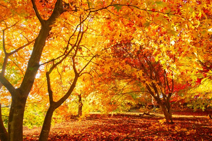 HIS紅葉特集