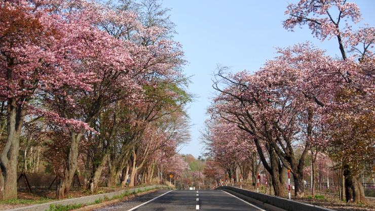 登別桜並木 提供:登別国際観光コンベンション協会