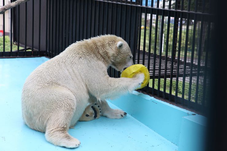 おびひろ動物園_シロクマ
