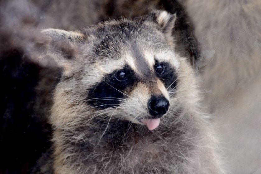 アライグマもいるよ♪ 提供:昭和新山熊牧場