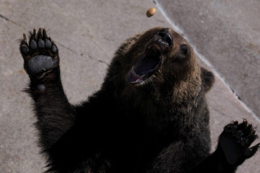 ヒグマが餌をキャッチする瞬間