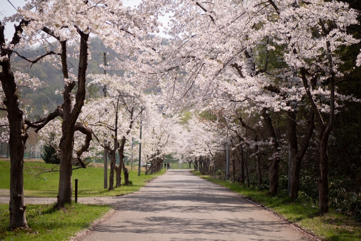 美唄市東明公園 提供:美唄市経済観光課