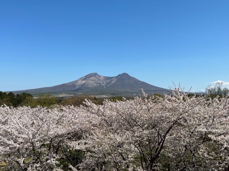 オニウシ公園の桜と駒ヶ岳 提供:森観光協会