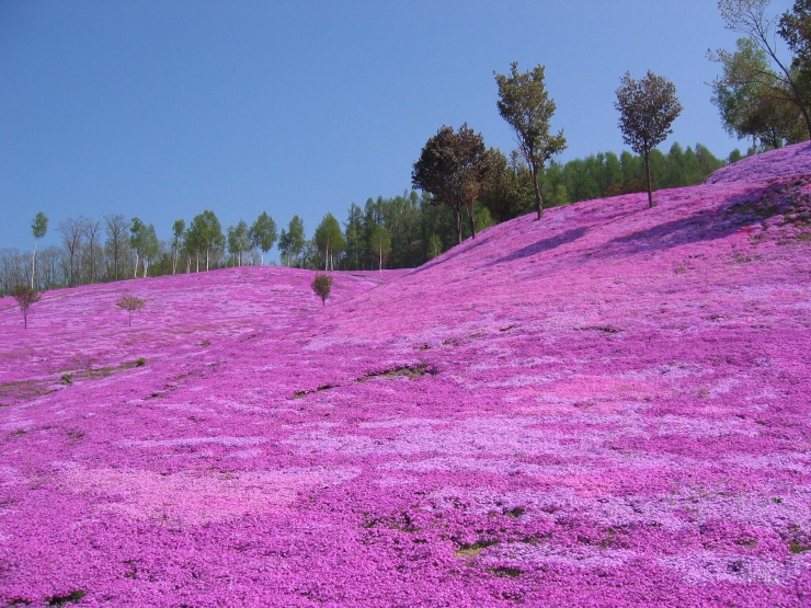 芝ざくら滝上公園 提供:北海道観光振興機構