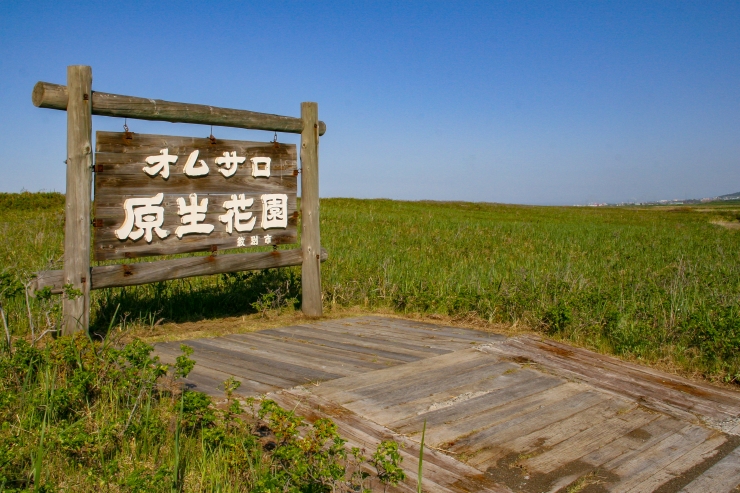 オムサロ原生花園 提供:紋別観光振興公社