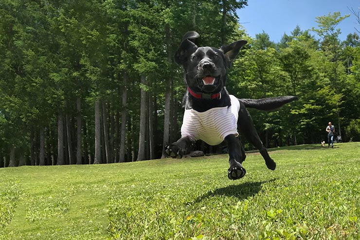 ”北陸初”愛犬と一緒に過ごすための専用グランピング「GLAMHIDE WITH DOG KOMATSU」の魅力とは！