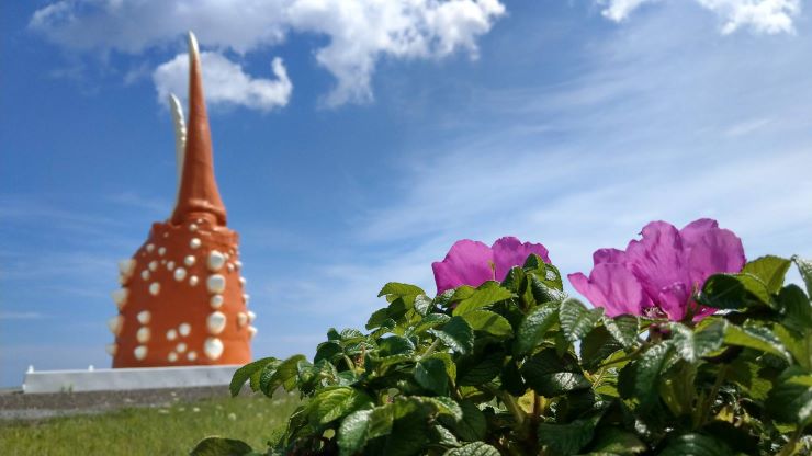 紋別市の花「はまなす」提供:紋別観光振興公社