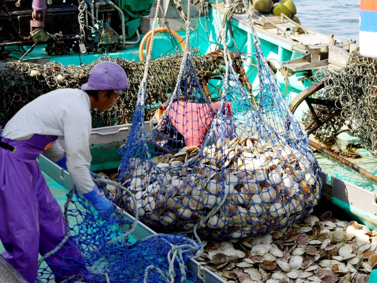 紋別の地撒きほたて 提供:紋別観光振興公社