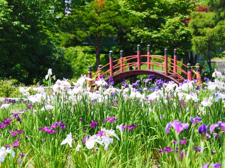 岩見沢あやめ公園