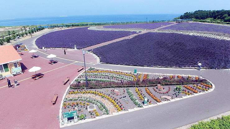 ラベンダー上空 提供:オホーツク流氷公園