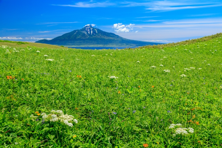 利尻山を望む花の浮島・礼文島