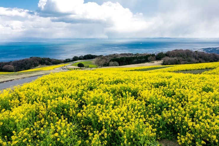淡路島の菜の花畑