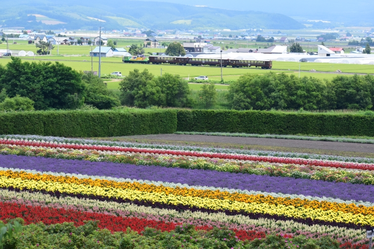 富良野・美瑛ノロッコ号 提供:JR北海道