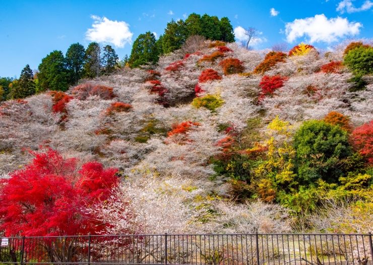 川見四季桜の里 提供:小原観光協会