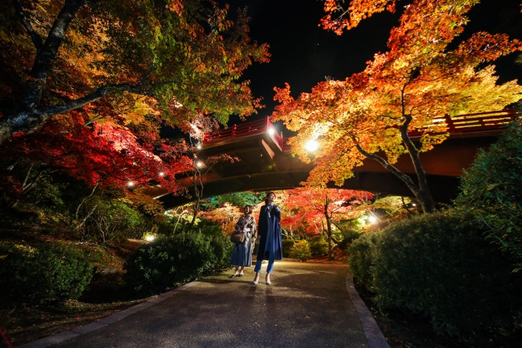 弥彦公園もみじ谷 紅葉ライトアップ 提供:にいがた観光ナビ