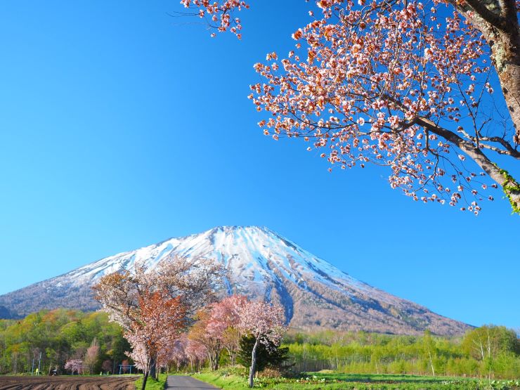 真狩神社の桜並木