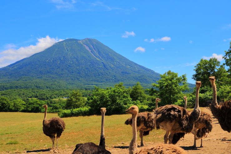 ニセコ、ダチョウ牧場と羊蹄山