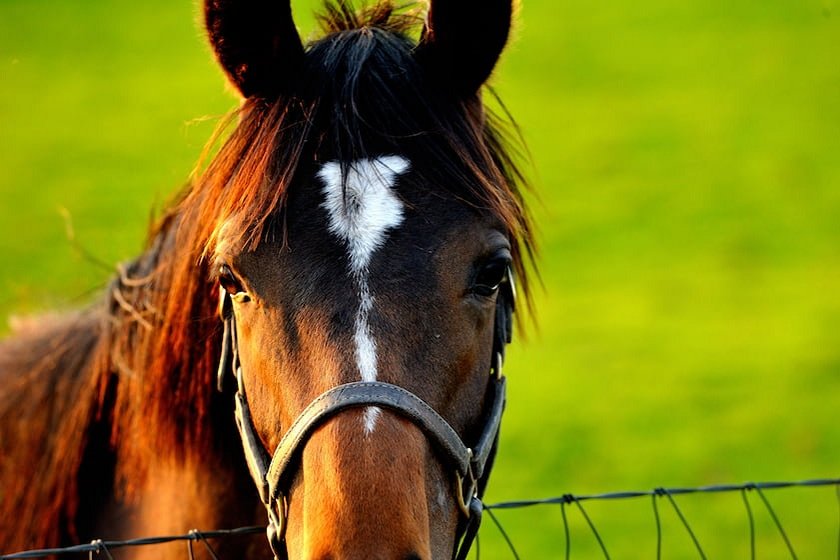 ひだかのサラブレッド