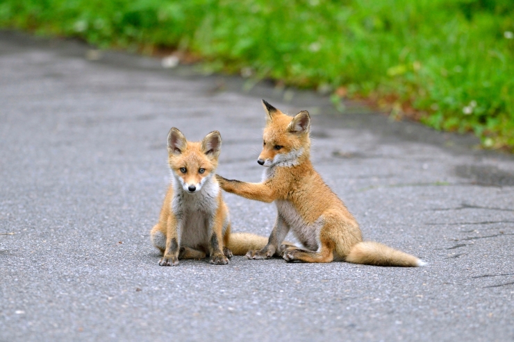 キタキツネ