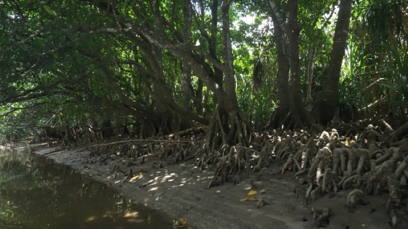 マングローブ林 提供：OCVB