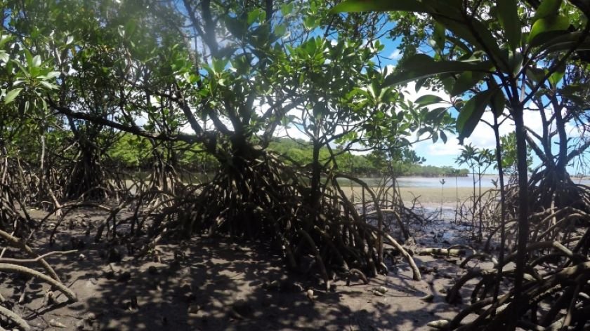 マングローブ林　提供：OCVB
