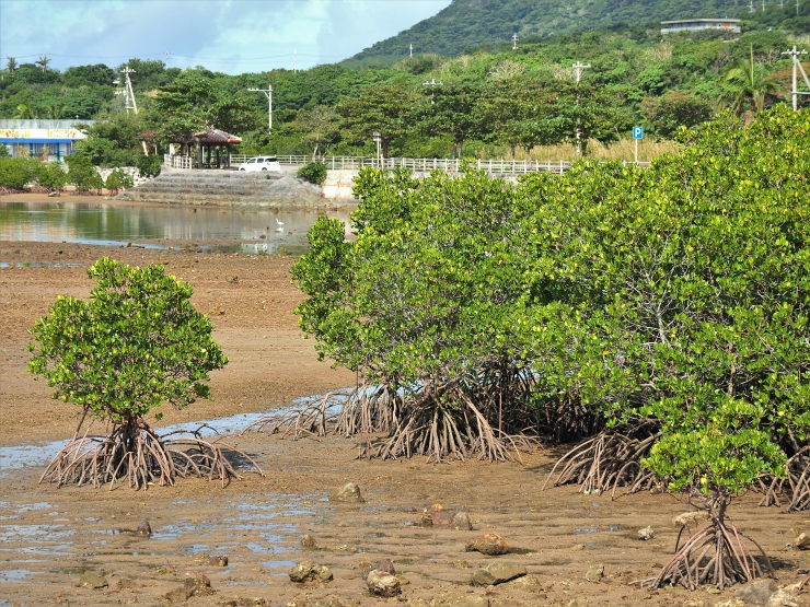 石垣島 ヤエヤマヒルギ