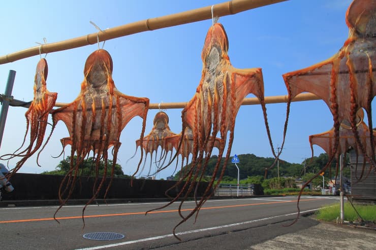 感動体験 干しだこ　提供：熊本県観光連盟