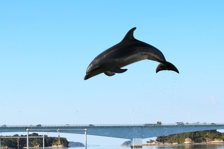 天草パールガーデン&海上水族館シードーナツ4 提供:熊本県観光連盟