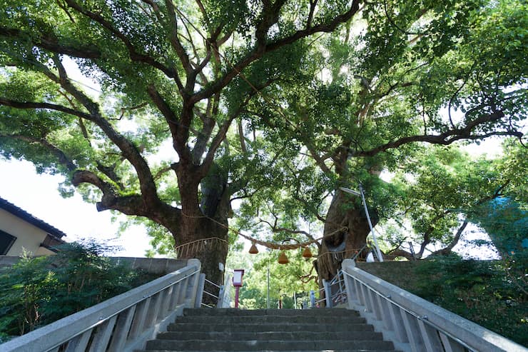 長崎_山王神社_被爆クスノキ