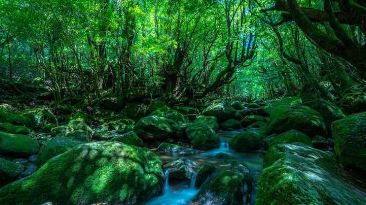 世界自然遺産の「屋久島」で行くべき、おすすめ観光10選