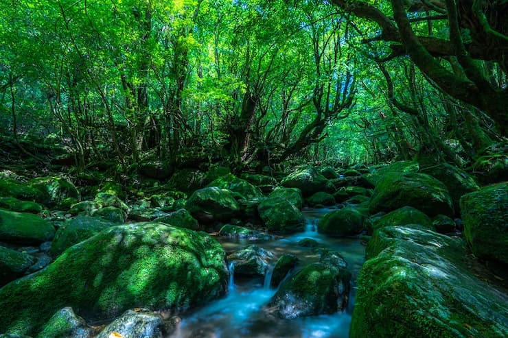 世界自然遺産の「屋久島」で行くべき、おすすめ観光10選
