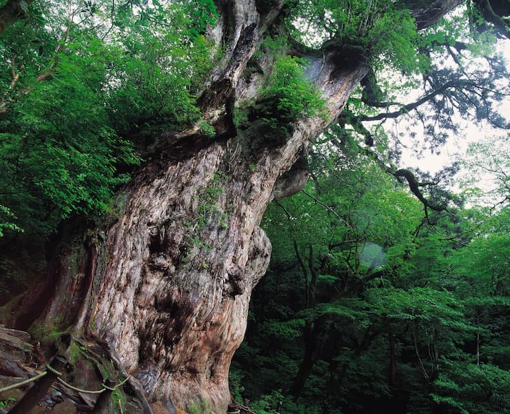 縄文杉 提供:鹿児島県観光連盟