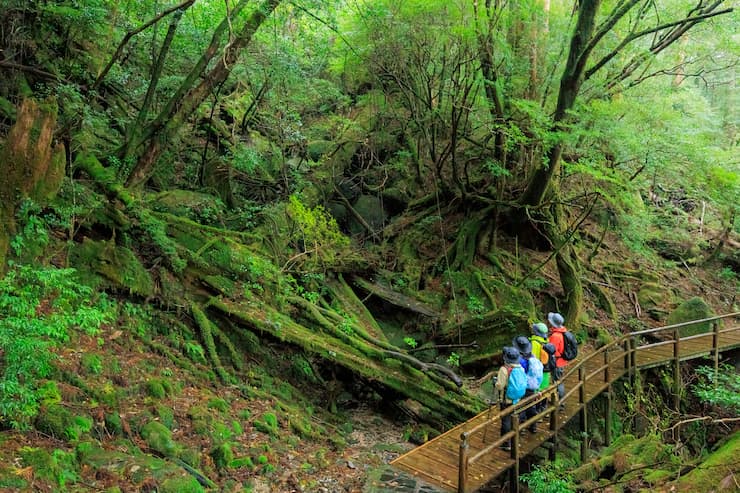 ヤクスギランド ©oramido-Yakushima
