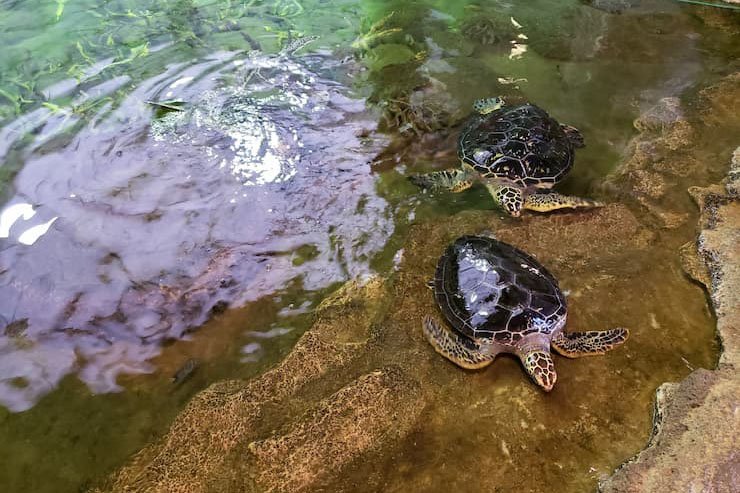 奄美海洋展示館 ウミガメが泳ぐ大水槽