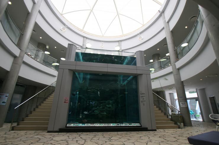 奄美海洋展示館 大水槽 提供:奄美市