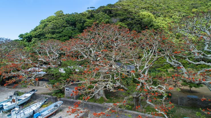 加計呂麻島 諸鈍のデイゴ並木