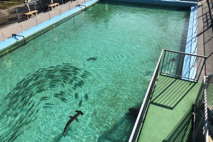 プール 提供:むろと廃校水族館