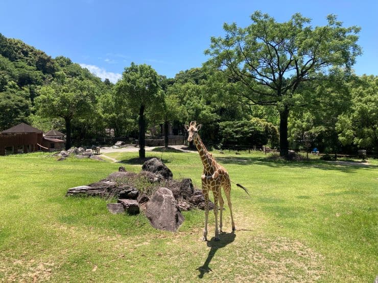 高知県立のいち動物公園 キリン