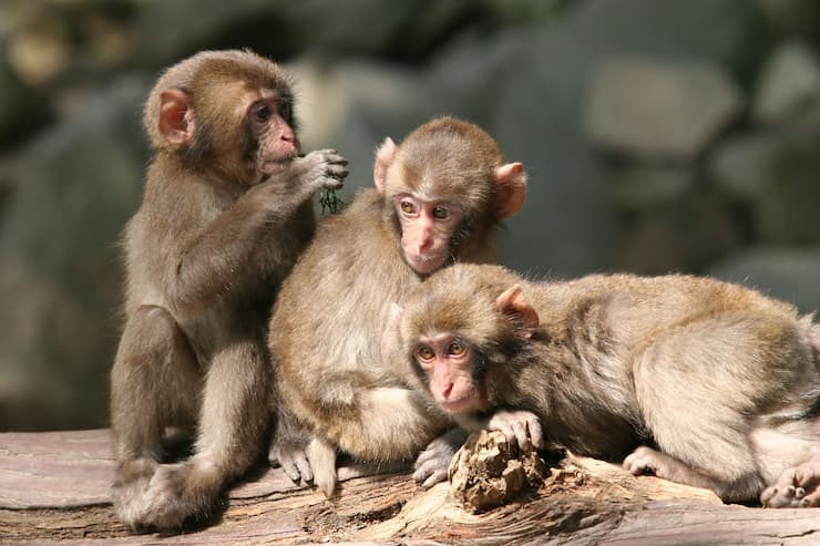 大分_高崎山自然動物園