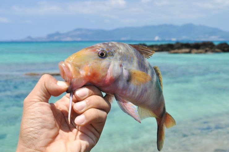 沖縄・釣りの旅！ なにが釣れるの？おすすめシーズンは？など沖縄で釣りを楽しむポイントをご紹介！