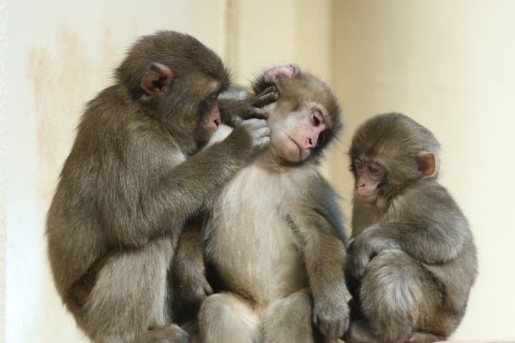 気持ちよさそうに毛づくろいをし合う子ザルたち 提供:高崎山自然動物園