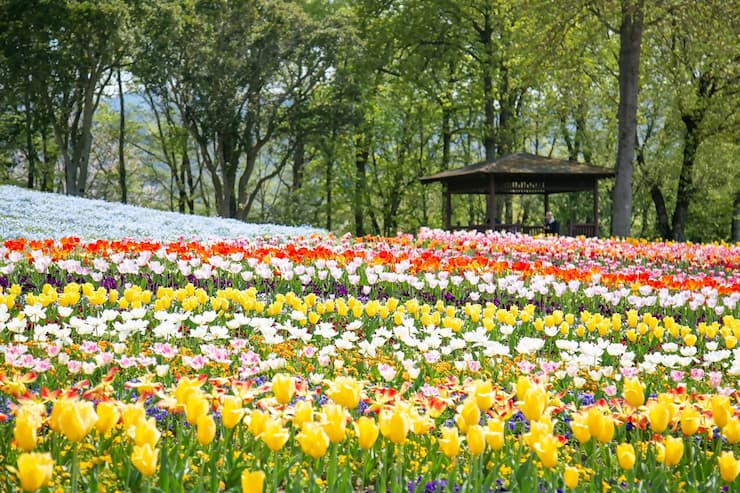 国営讃岐まんのう公園 提供:香川県観光協会