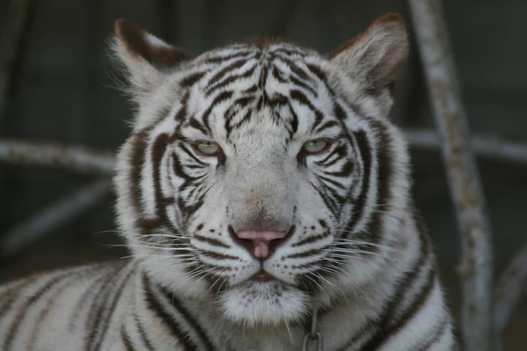 しろとり動物園のホワイトタイガー 提供:香川県観光協会