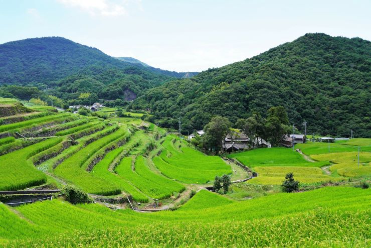 中山千枚田