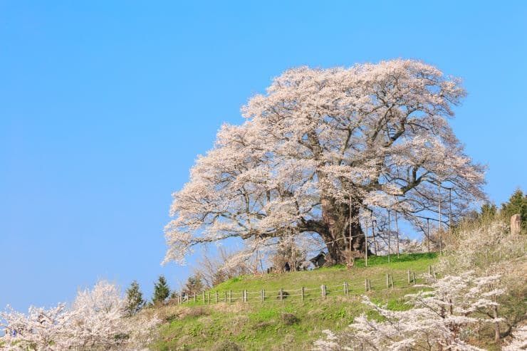 醍醐桜